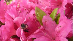 つつじの花とミツバチ